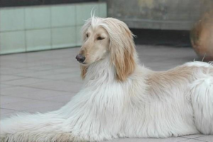 Treatment of Orchitis (Testicular Inflammation) in Dogs
