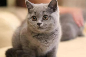 What to Consider Before Breeding Your Cat