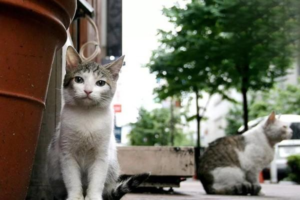 Why Cats Get Feline Panleukopenia