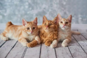 Symptoms and Treatment of Feline Infectious Peritonitis (FIP)