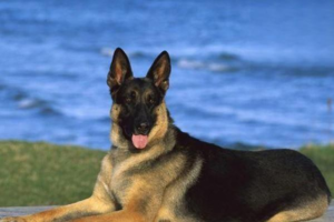 Why Do Cats and Dogs Vomit