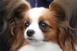 Symptoms and Treatment of Canine Distemper