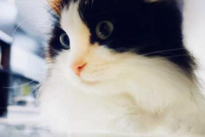 Cat Chin Acne: Symptoms and Treatment