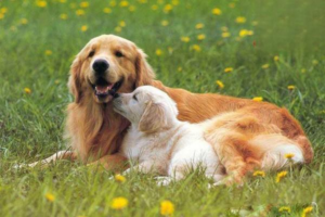 How to Find a Lost Dog
