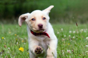 Household Items That Are Dangerous to Dogs (Part 2)