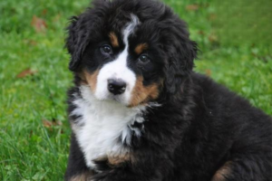 A Dog’s Saliva Is Surprisingly Amazing