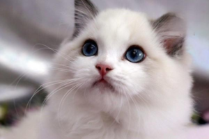 Top 10 Smartest Cat Breeds