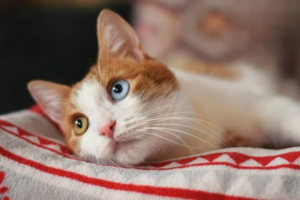 Cat Cryptorchidism: Symptoms and Solutions