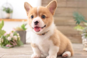 Amazing Superpowers Dogs Have