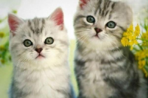 How Much Does Cat Rhinotracheitis Treatment Cost?