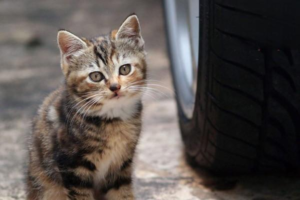 Can Humans Catch Cat Ringworm?