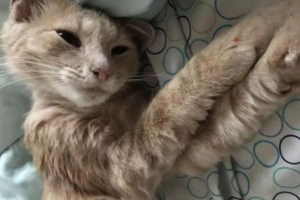 Cat Blood in Urine and Not Eating – What to Do