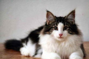 Why Does My Cat Keep Shaking Its Head?