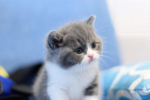 What to Do When Your Cat Keeps Meowing