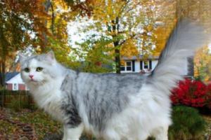 Winter Cat Care: What to Watch For