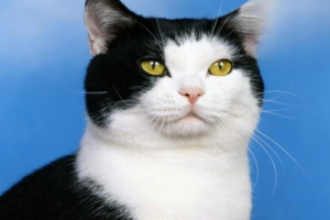 What Vaccines Does a Cat Need