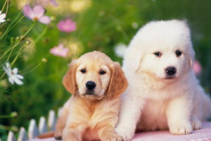 The Most Annoying Things People Say to Dog Owners