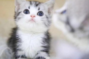 How to Supplement Protein for Cats