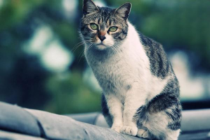 Why Cats Are Picky Eaters