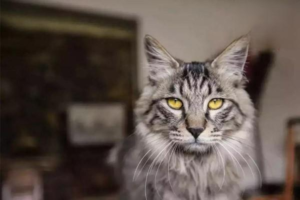 Cat Trichomoniasis: Symptoms and Treatment