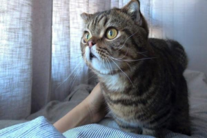 Can Cat Fleas Jump onto Humans