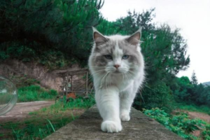 Which Cat Vaccines Are Optional
