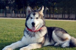 Dog Esophageal Spirocercosis: Symptoms and Treatment