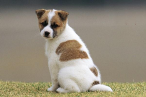 Why Your Dog Always Acts Hungry