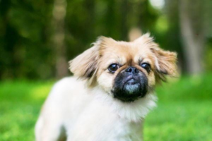 Why Do Dogs Like to Sniff People’s Crotches?