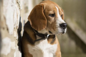 7 Advanced Tips to Prevent Dog Heatstroke