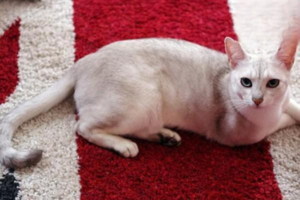 Why Is Your Cat Peeing Frequently? Causes