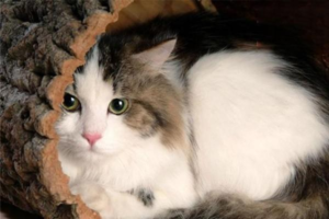 Causes of Feline Kidney Failure