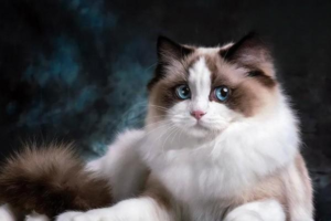 Why Does My Cat Press Its Head Against the Wall?
