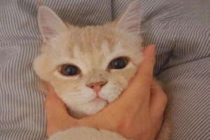 How to Treat Cat Skin Disease