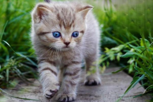 How to Treat a Wounded Cat