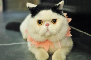What to Do When Your Cat Has a Nosebleed