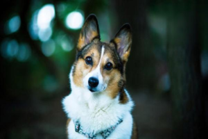 Why a Water Bath Beats Dry Shampoo for Dogs