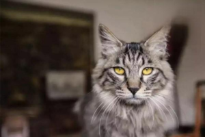 Why and How Cats Develop Cheek Jowls