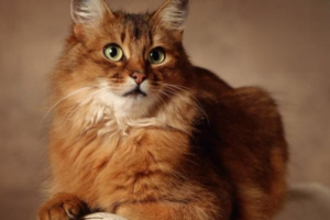 More Signs That Your Cat May Be Ill