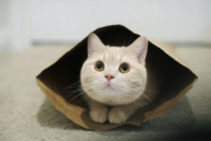 Cat Illnesses You Can Treat at Home