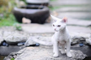 Don’t Starve a Picky Cat for Days β It Can Cause Fatty Liver