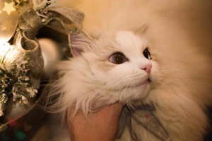 How Much Does Daily Cat Care Cost