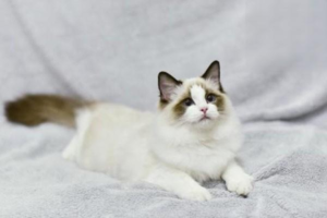 How to Wean a Kitten