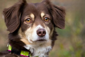 Dog Massage Techniques and Tips