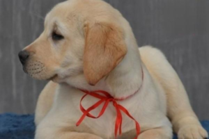 Can a Dog Survive Parvovirus?