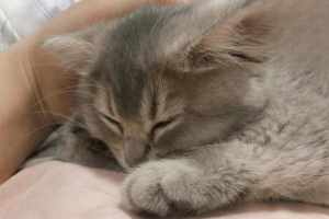 Symptoms of a Ragdoll Cat Cold