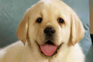 How to Care for a Newly Adopted Golden Retriever Puppy