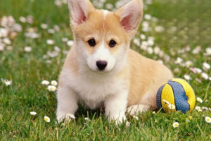 Cleaning and Protection Tips for Pet Households