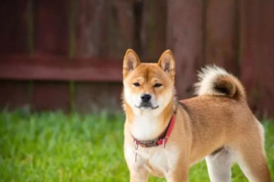 Early Symptoms of Uremia in Dogs