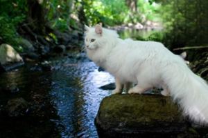Can Cats Get Diabetes?